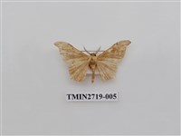 藏品(尺蛾270)的圖片